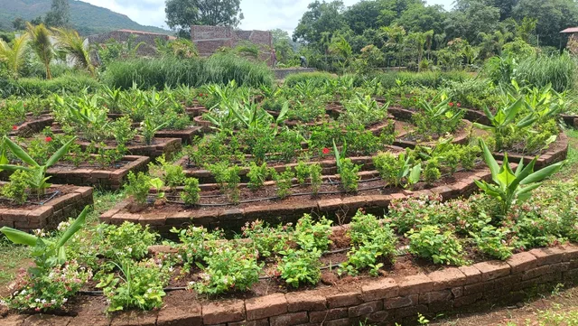 Wide view of planted garden beds with trees in the background