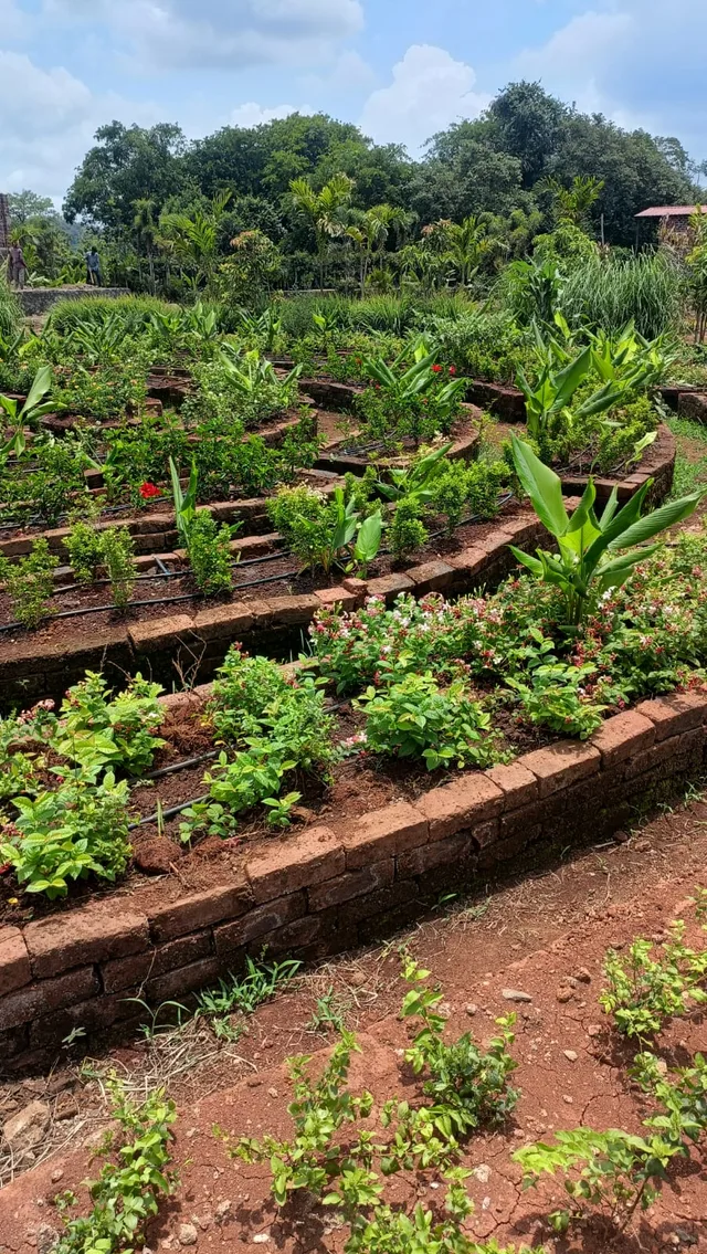 Rows of green planting inside raised brick borders