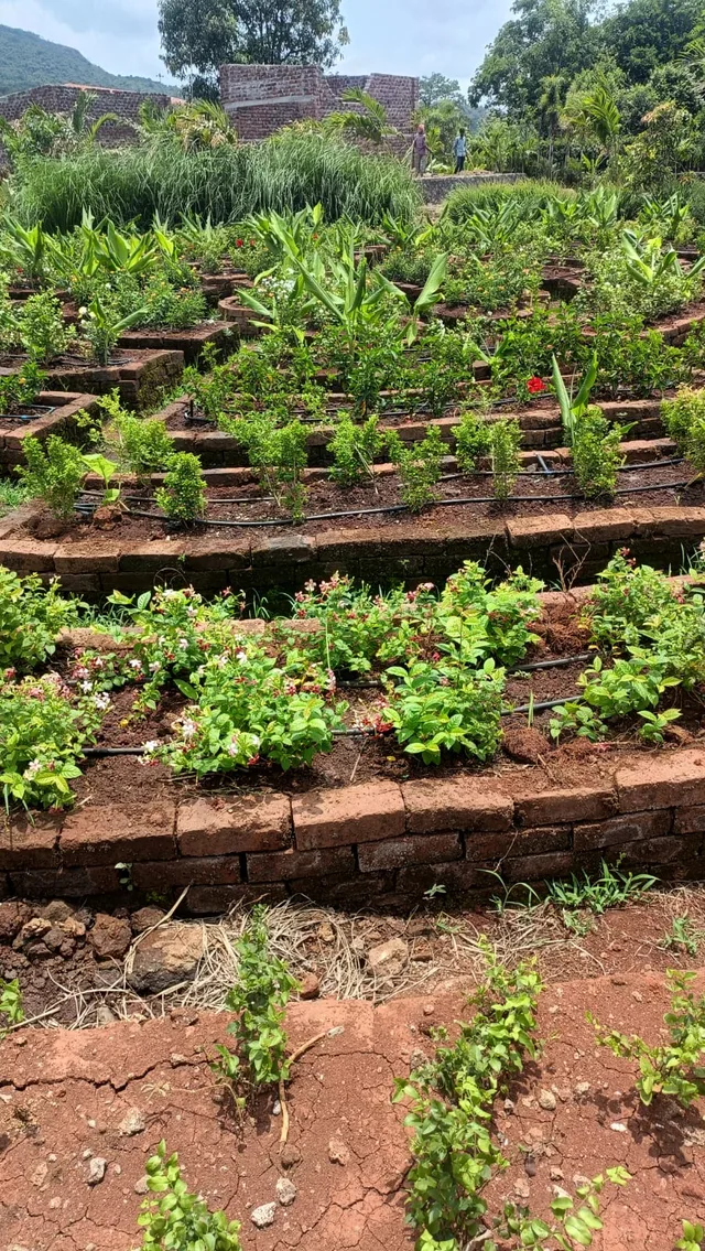 Close view of brick-edged garden beds and growing plants