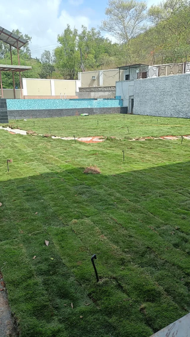Newly laid turf in an enclosed garden with a stone path